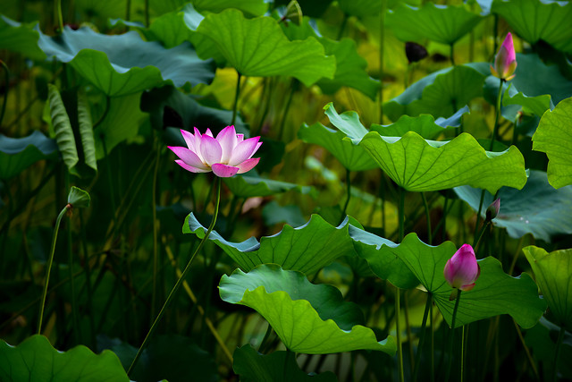 lotus-flower-leaf-pool-flora 图片素材