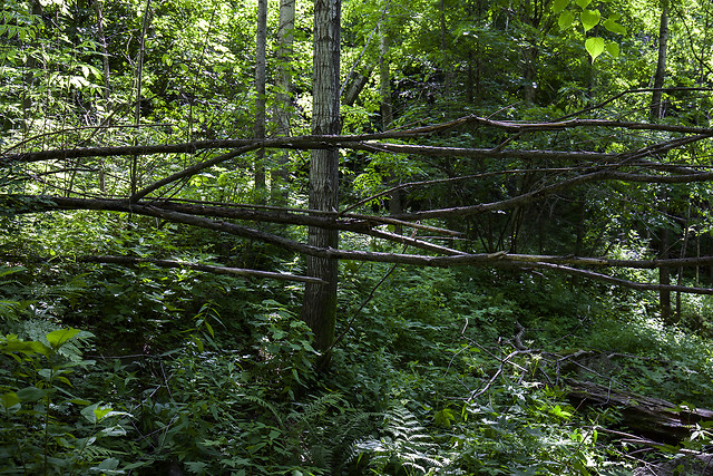 wood-nature-tree-leaf-no-person 图片素材