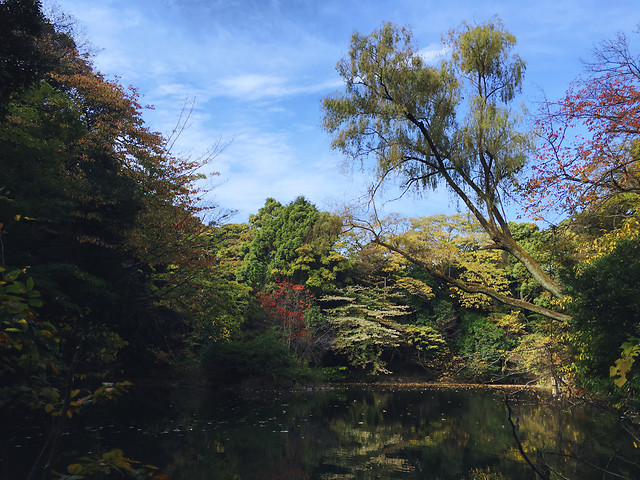 tree-nature-leaf-water-sky picture material