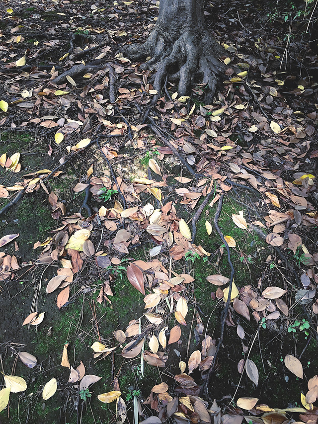 leaf-flora-grass-tree-flower 图片素材