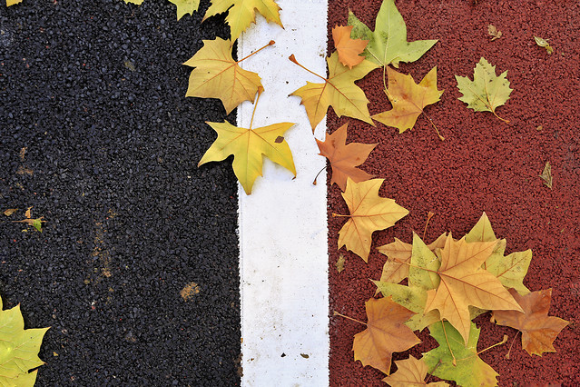 leaf-fall-no-person-ground-maple picture material