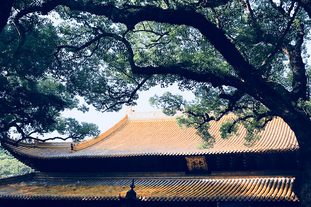 tree-wood-nature-landscape-park 图片素材