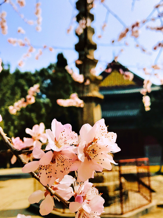 flower-branch-flora-tree-petal 图片素材
