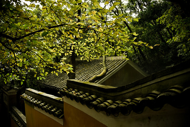 no-person-wood-tree-green-nature 图片素材