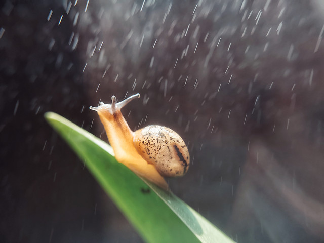 snail-invertebrate-no-person-gastropod-shellfish 图片素材