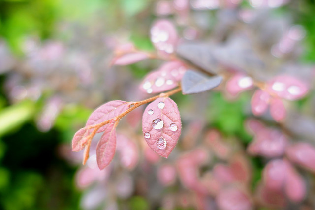 leaf-flora-nature-garden-flower 图片素材