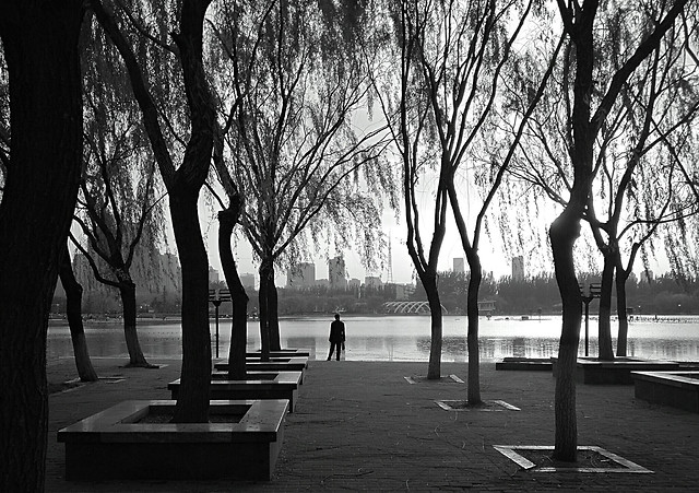 tree-dawn-park-landscape-shadow picture material