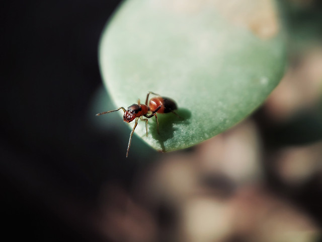 insect-no-person-nature-invertebrate-wildlife picture material