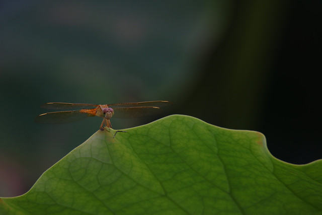 leaf-nature-insect-flora-no-person picture material