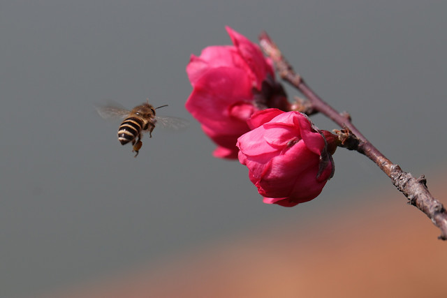 bee-insect-nature-flower-pollen 图片素材