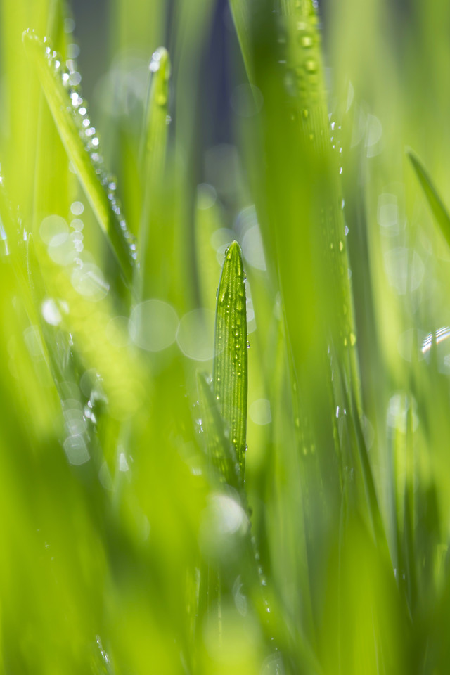 dew-growth-leaf-flora-grass 图片素材