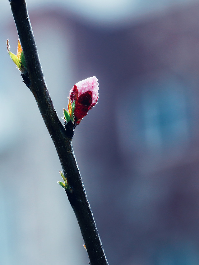 no-person-nature-outdoors-winter-leaf 图片素材