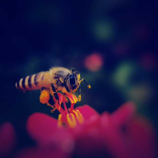 insect-bee-flower-honey-nature picture material