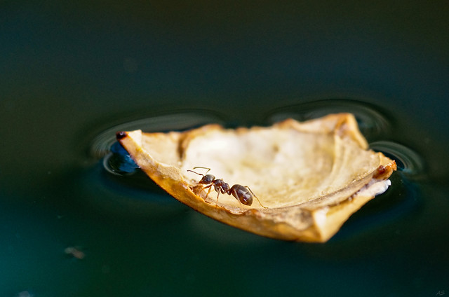 food-no-person-still-life-fish-meal picture material
