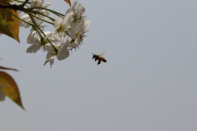 bird-no-person-nature-sky-flower 图片素材