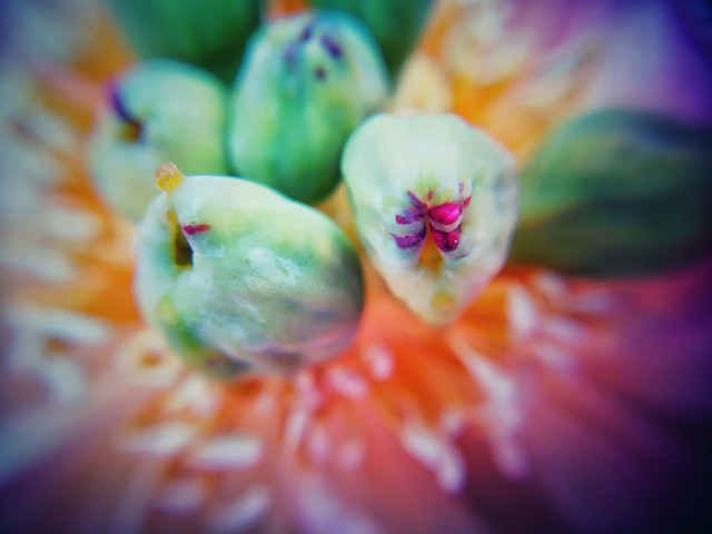 flower-color-nature-no-person-blur 图片素材