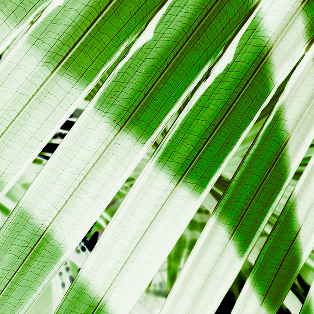 leaf-flora-nature-growth-summer 图片素材