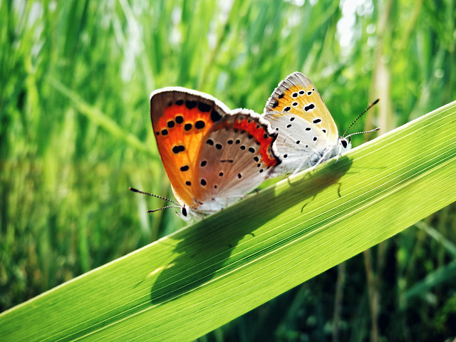 summer-grass-insect-butterfly-nature 图片素材