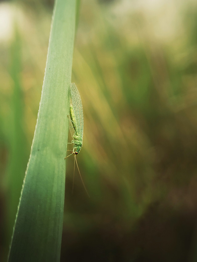 leaf-nature-insect-no-person-flora 图片素材