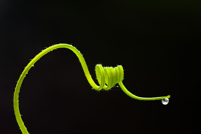 no-person-leaf-nature-growth-flower 图片素材