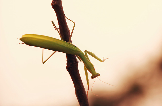 insect-mantis-no-person-invertebrate-wildlife 图片素材