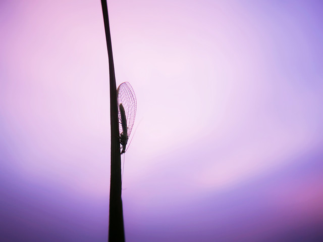 no-person-nature-sky-purple-desktop picture material