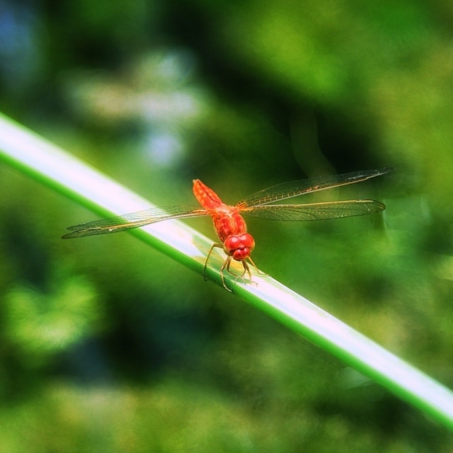 insect-dragonfly-invertebrate-wildlife-macro 图片素材