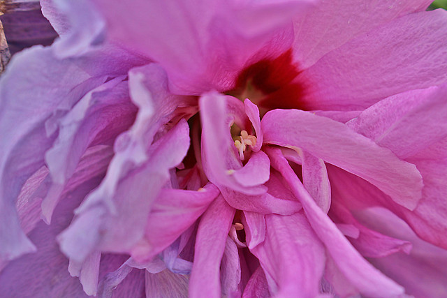 flower-flora-nature-beautiful-garden 图片素材