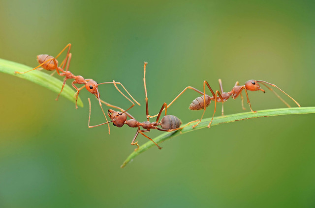 insect-no-person-wildlife-nature-leaf 图片素材