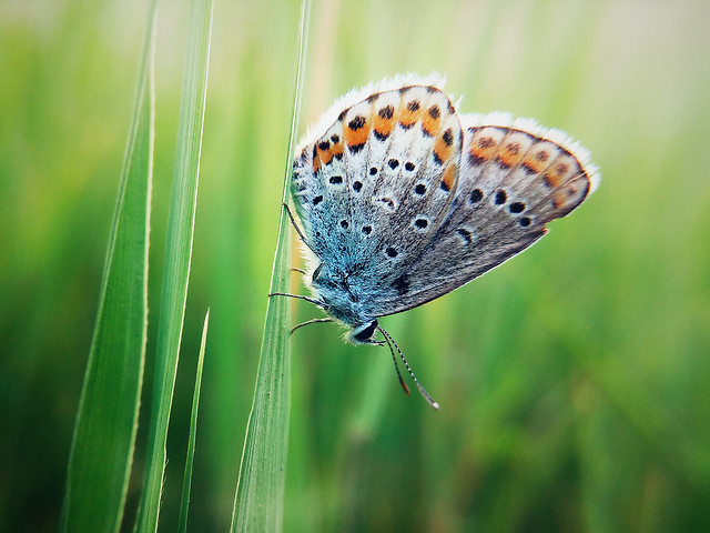 nature-butterfly-insect-summer-animal picture material