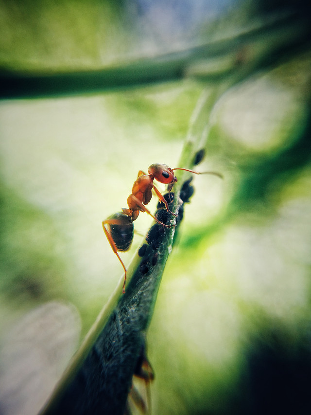 nature-color-insect-summer-desktop picture material