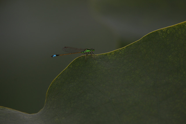 no-person-insect-water-green-invertebrate 图片素材