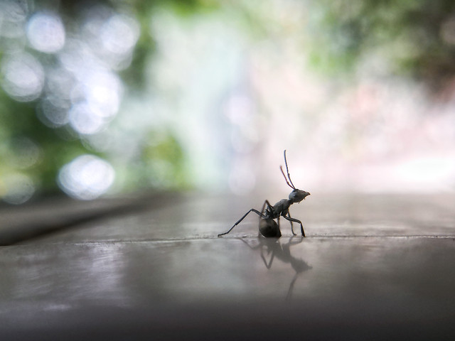 nature-insect-blur-wildlife-no-person 图片素材