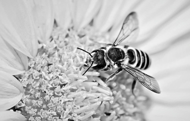 insect-bee-nature-flower-pollen picture material