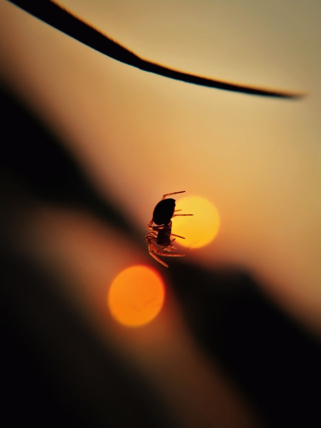 sun-sunset-blur-no-person-insect picture material