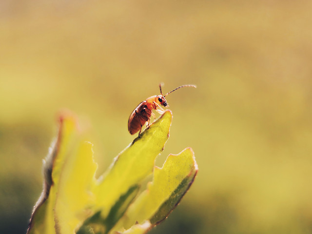 no-person-nature-outdoors-insect-leaf picture material