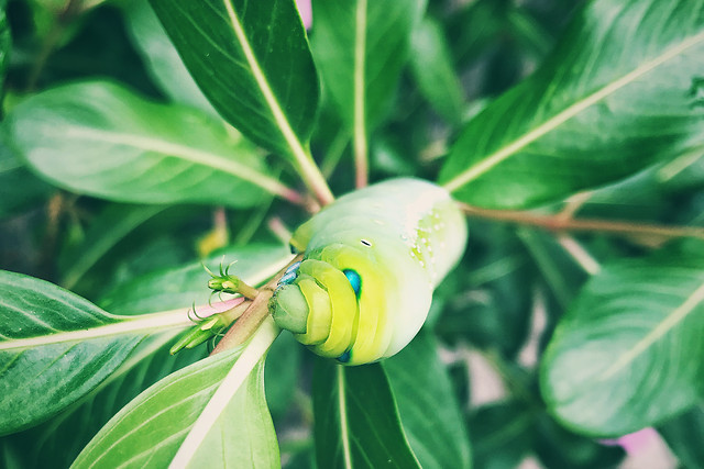 leaf-nature-flora-no-person-summer 图片素材