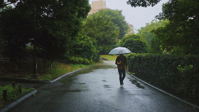 rain-road-tree-weather-lane 图片素材