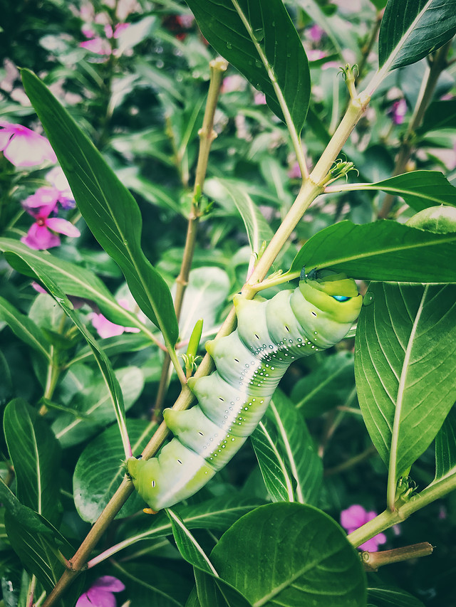 leaf-nature-flora-no-person-plant 图片素材