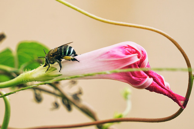 nature-insect-flower-color-flora picture material