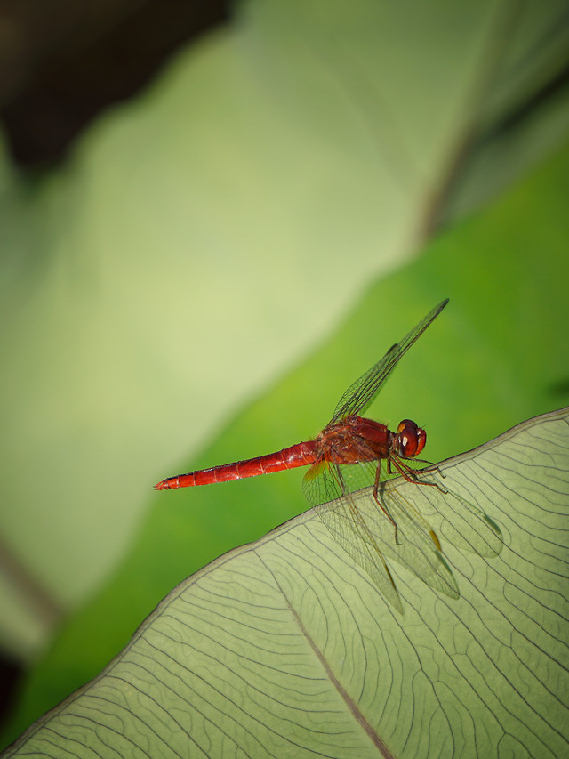 insect-nature-dragonfly-leaf-wildlife 图片素材