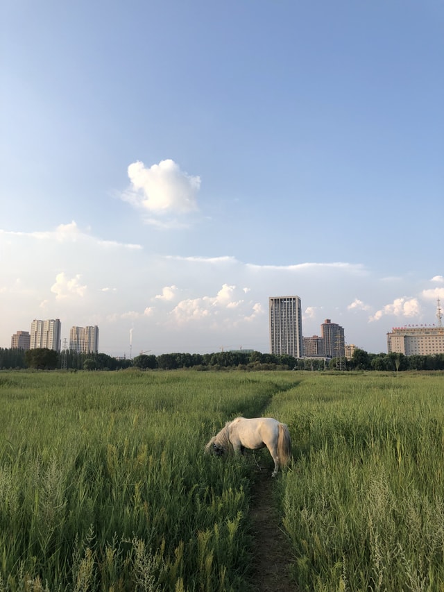baotou-in-august 图片素材