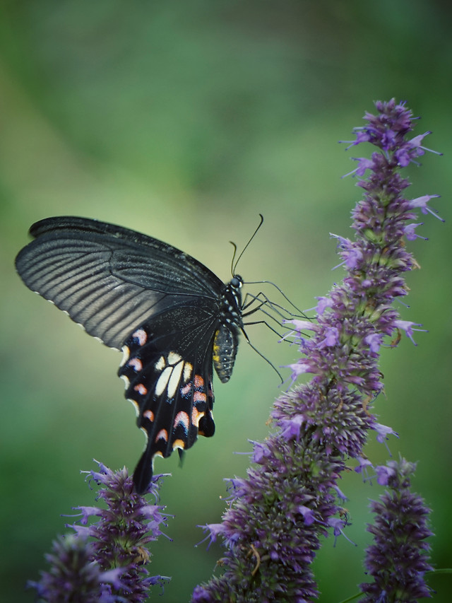butterfly-nature-insect-flower-no-person 图片素材