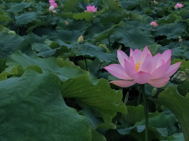 lotus-flower-leaf-nature-pool picture material