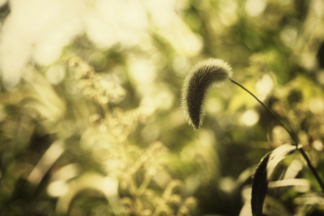 nature-no-person-blur-outdoors-flower 图片素材