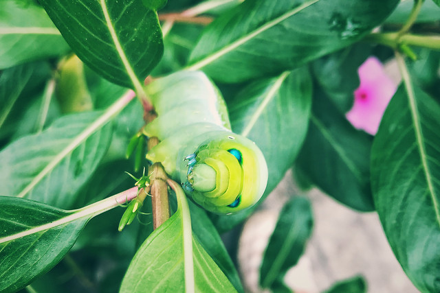 leaf-nature-flora-no-person-food 图片素材