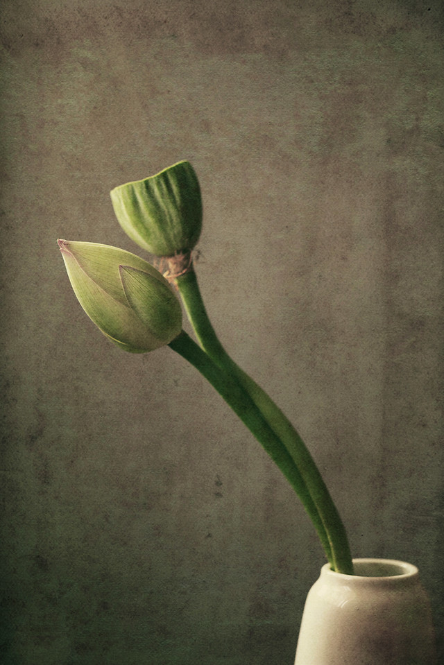 no-person-flower-leaf-still-life-growth 图片素材