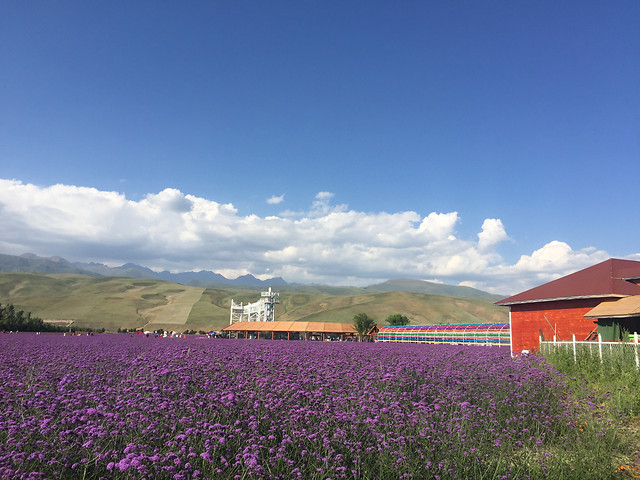 landscape-no-person-sky-flower-nature picture material