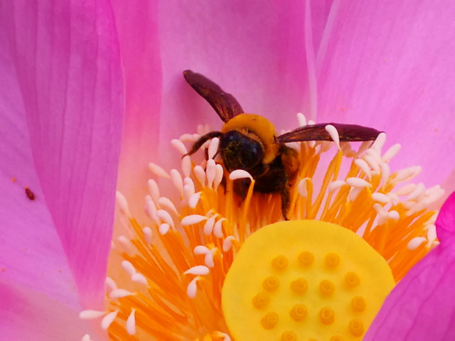 flower-bee-nature-insect-pollen picture material