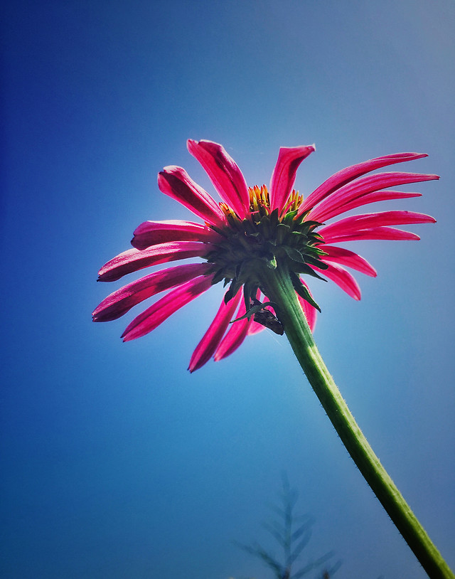 flower-no-person-nature-flora-garden 图片素材